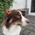 mailo_the_miniaussie