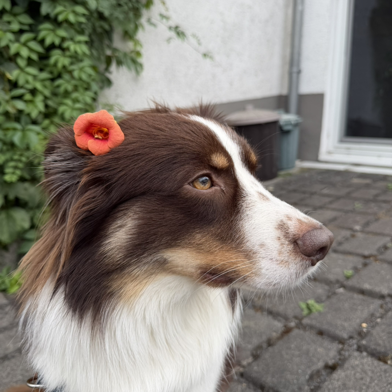 mailo_the_miniaussie