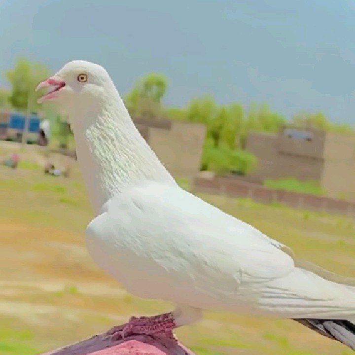 Kabootar Baz593