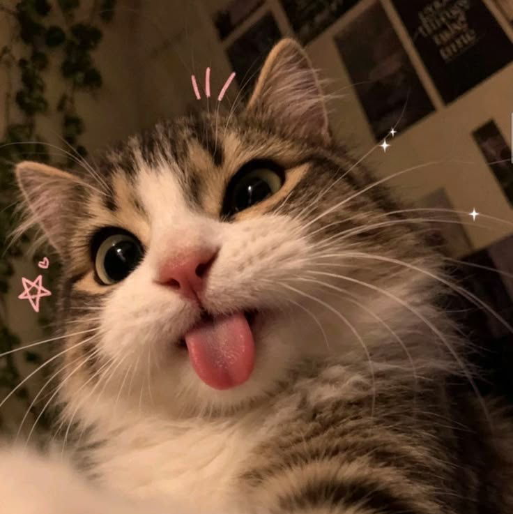 Kaida