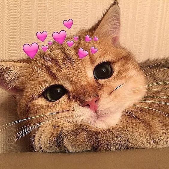 Amber🌸