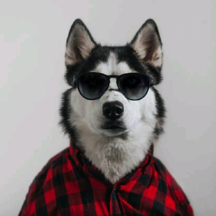 Doggy 