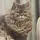 Nealcat