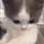 강젵