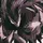| Editz.co! |