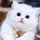 CupCat