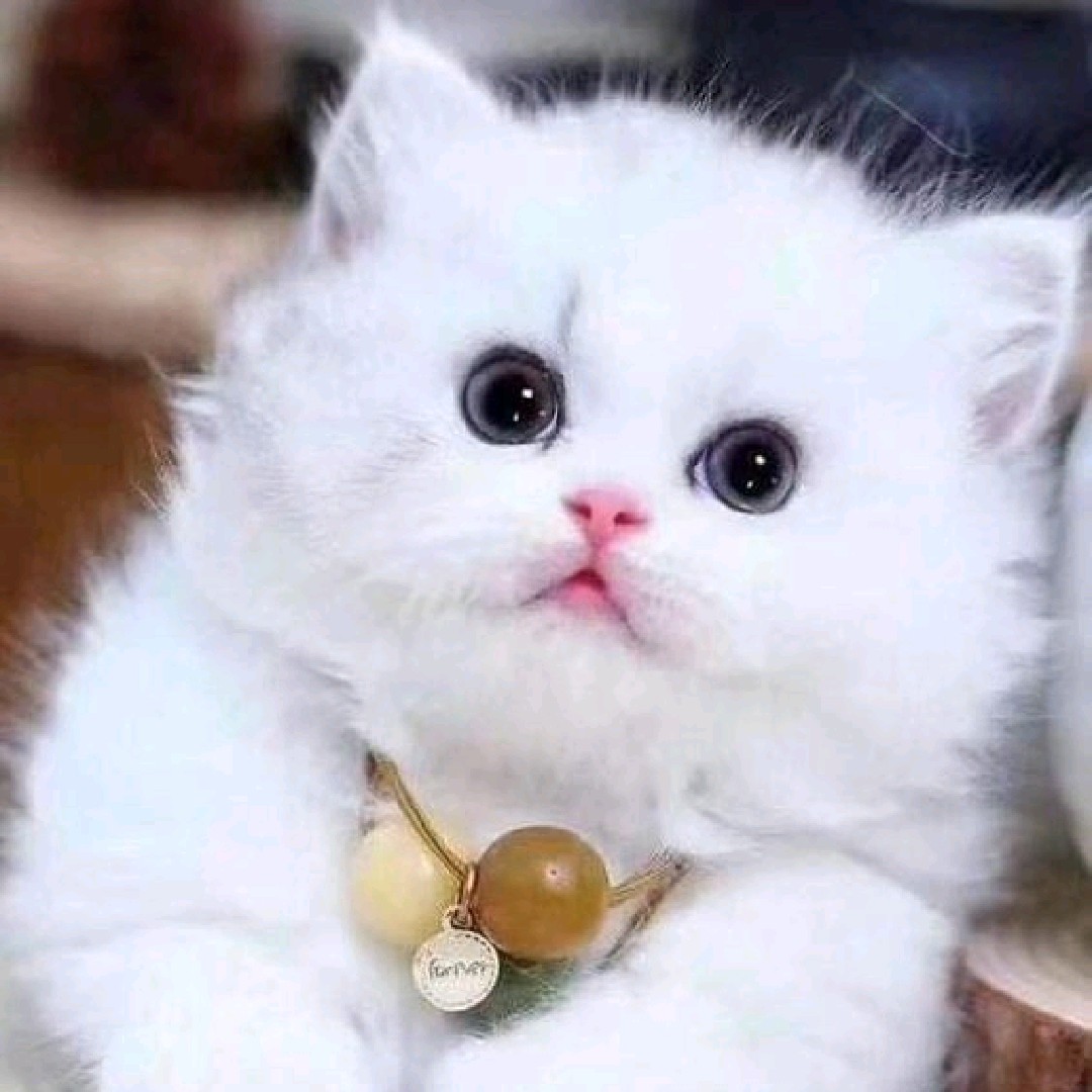 CupCat