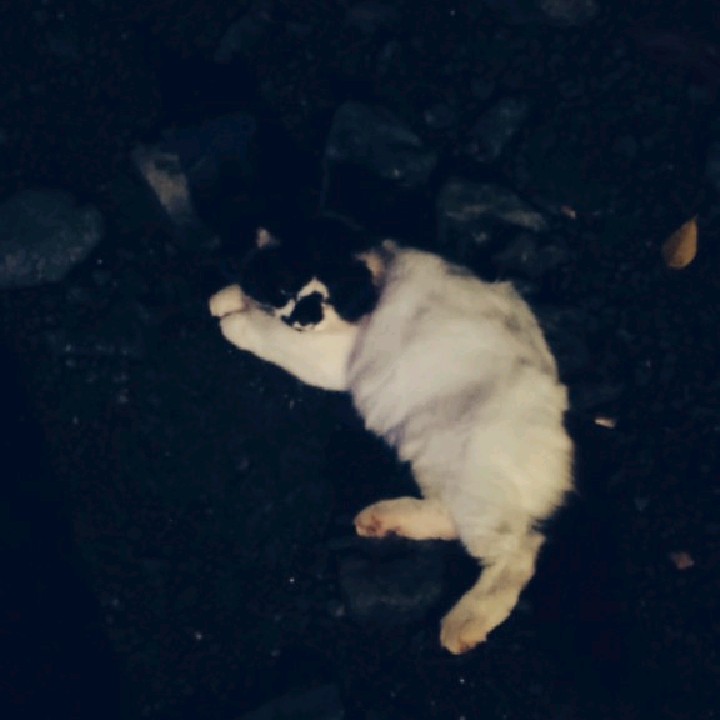 hallsya