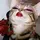 ChocoChipst🥀 [RACA]