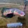 Bum Fish