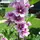 Malva arborea