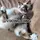 Spoiled Cats