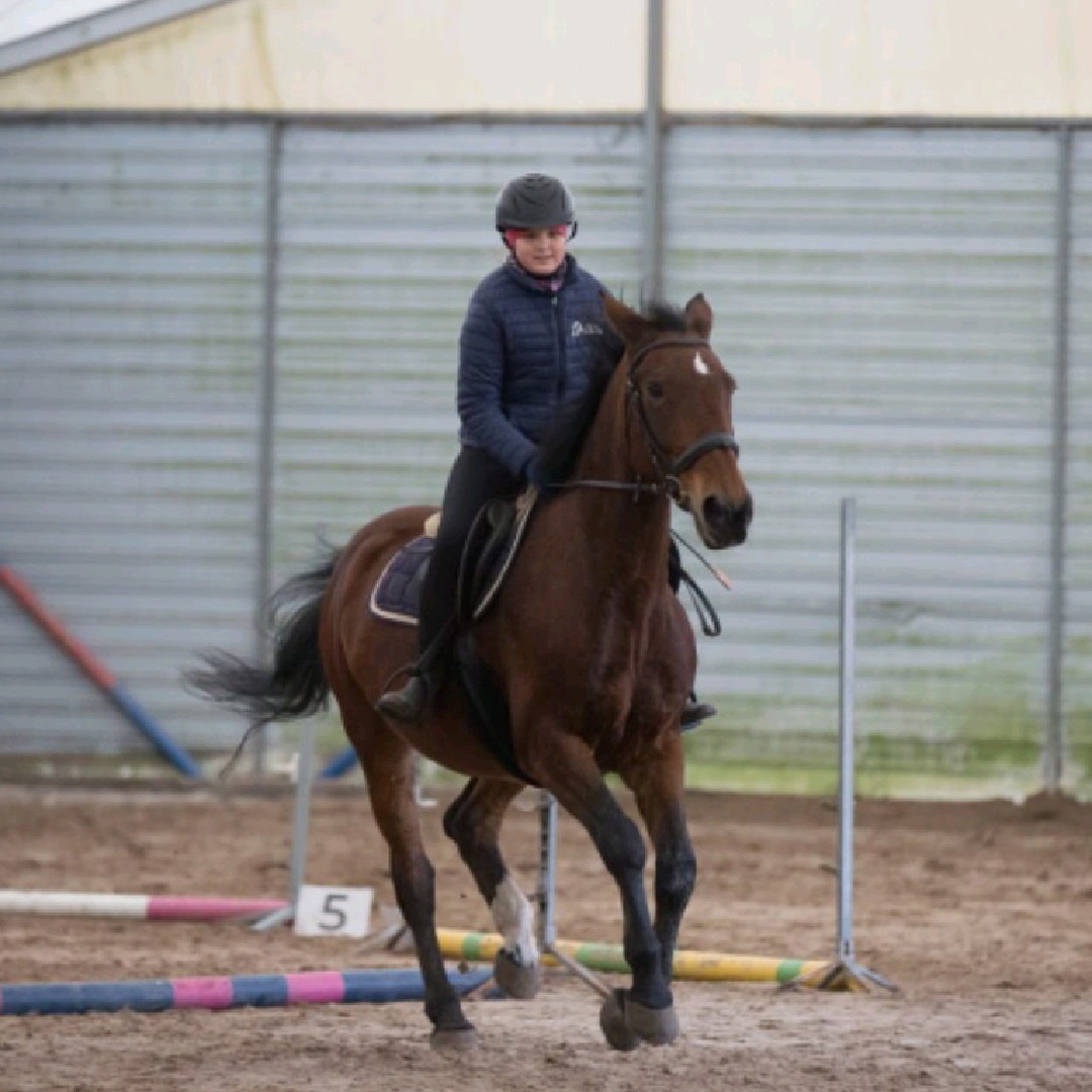 ~✨KONIARKA✨