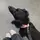 ServiceDogBruce