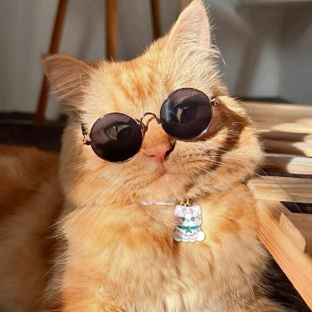 Cat Editx