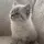 Bhola’s pawsome life
