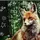 ♡therian♡furry♡