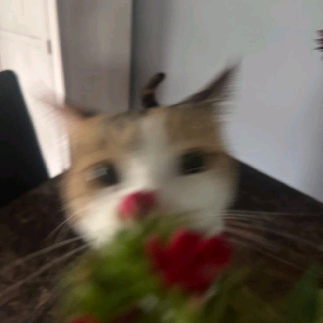 𝐑 𝐞 𝐧 