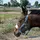 Indi🐴✝️🇦🇺