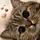 aisha_humeyyra 
