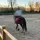 ✰Éloïse.and.Zeus✰