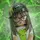 ~✧✿⁠Annina✿✧~