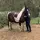 une cavalière ❤️🐎❤️