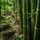 BAMBU