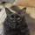 maine coon pepe