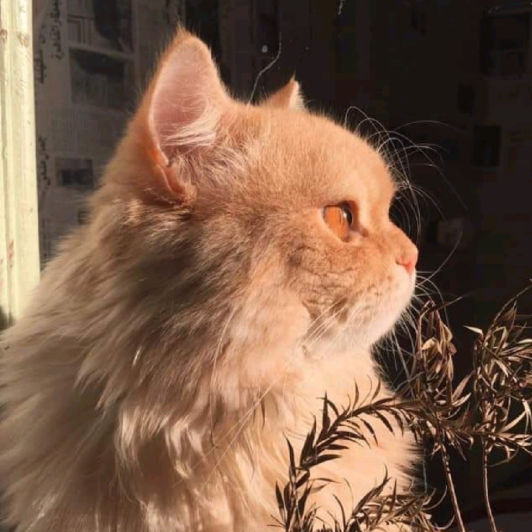 qlbi06 [LDR]