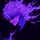 NeonEditz