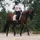 star_equestrian