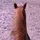 𝓅𝒶𝓊𝓁𝒶 🌸🐴