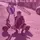 Louisi_410