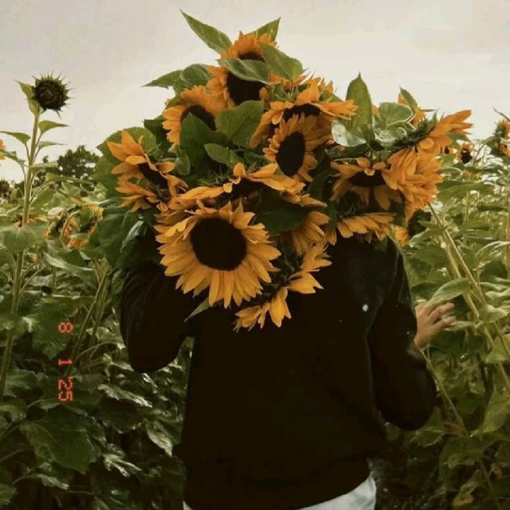wildflower[TOP] 