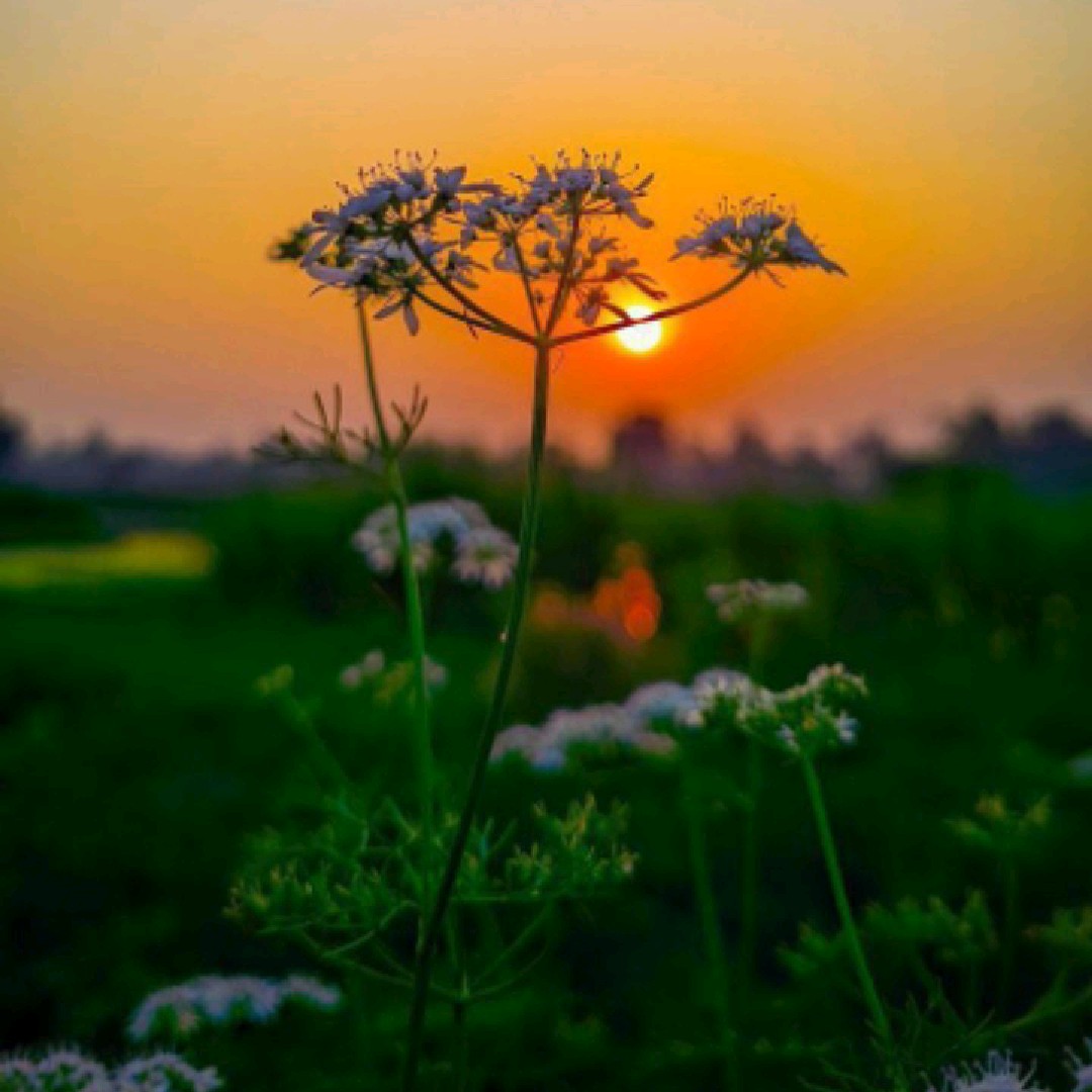 Kushwaha🎧Editz 