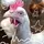 Duck_Love21