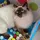 Spoiled Cats