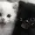 VesperViper_template