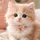 Sweet Cat10_HD