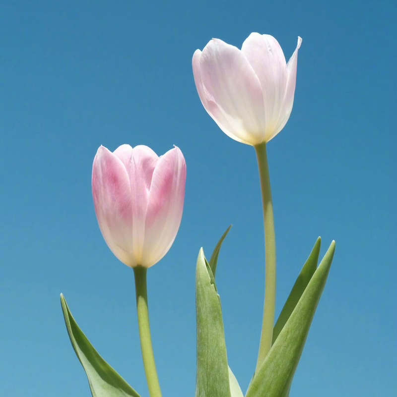 Tulip Studio