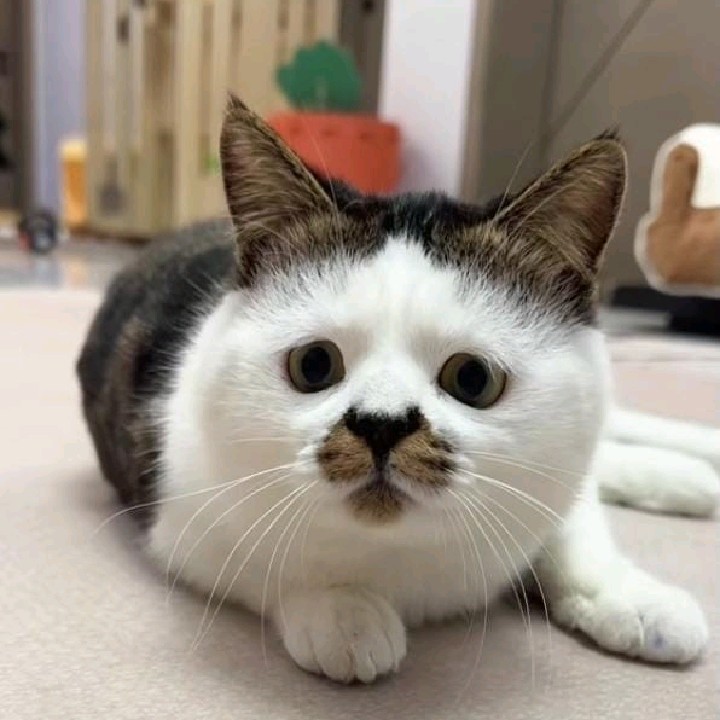Sukasukisuke