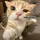 Kucing Editz