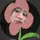 Memsxink