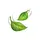 GREENTEA[INA]