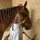 Milou🫪🐴🪶