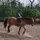 Evee💞🐴