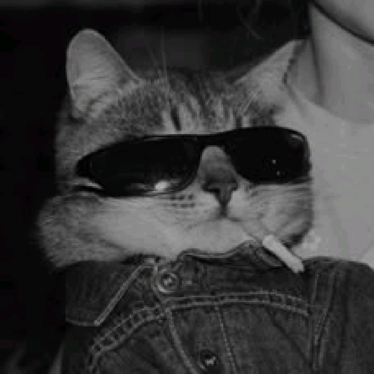 DitzZ [AGE]