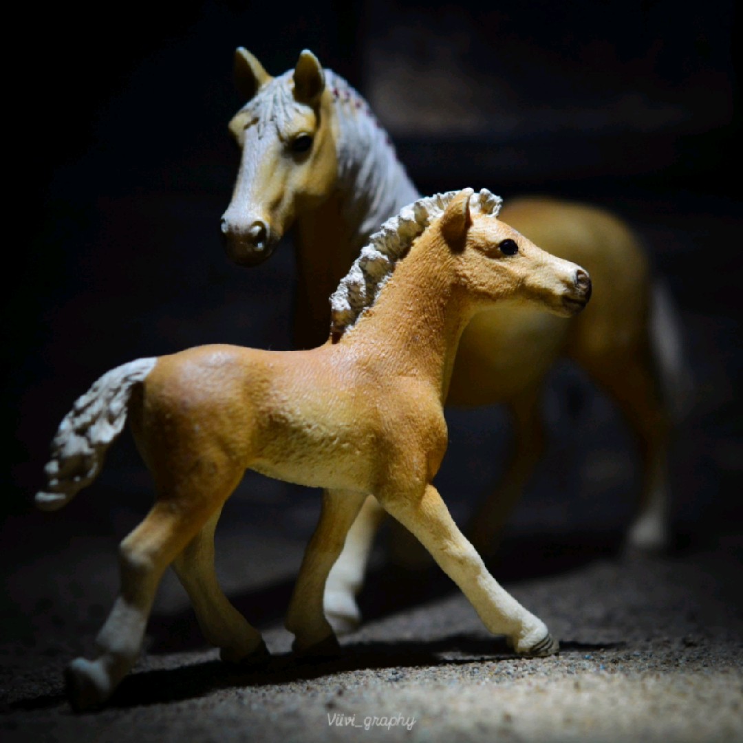 V.equestriannn