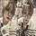 {🦊🐿️🐺Alice_stay🦊🐿️🐺}